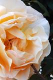 Cream Colored Carnation