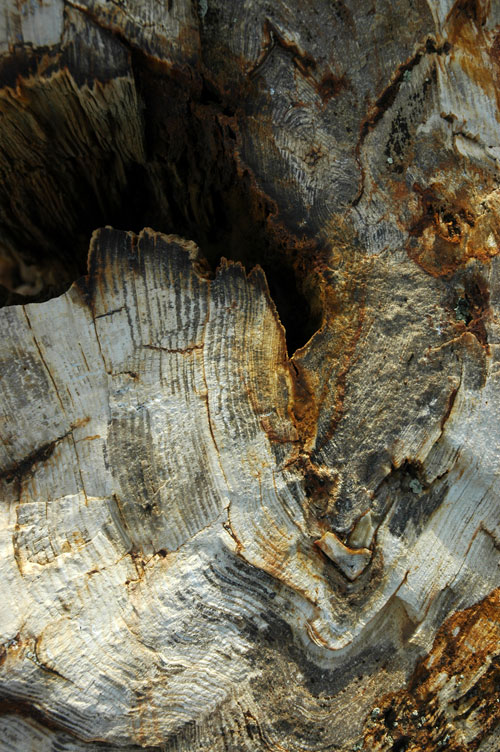 Petrified Tree Rings