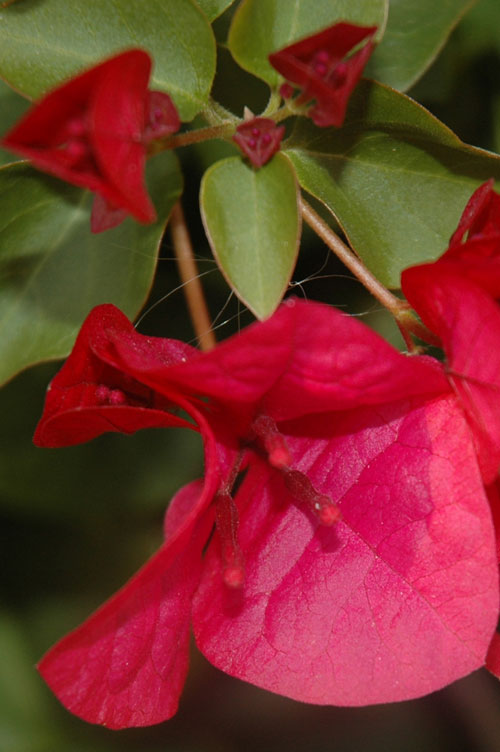 Red Flower