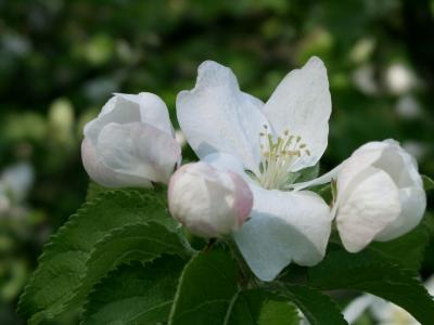 Appleblossom