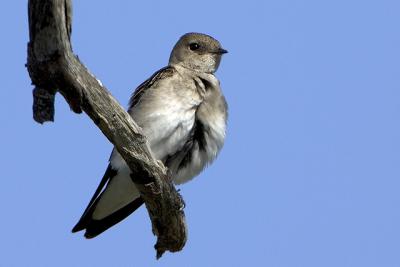 Northern Roughed-winged Swallow