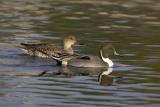 Northern Pintails