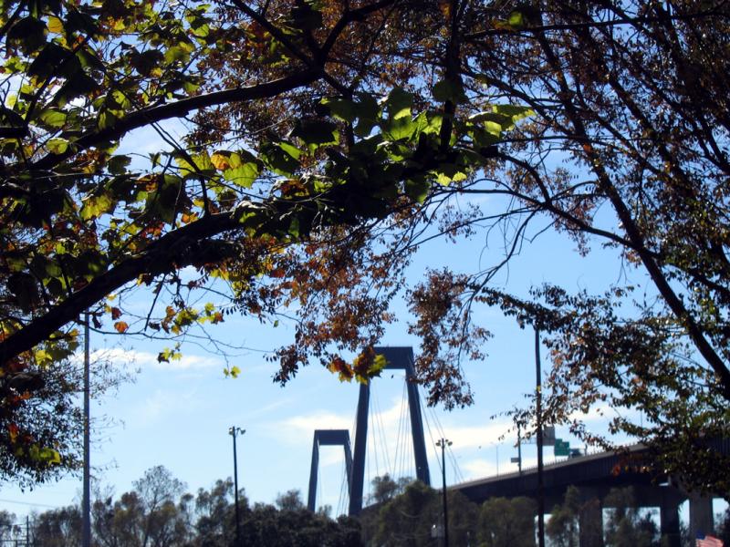 Hale Boggs Bridge Through the Trees