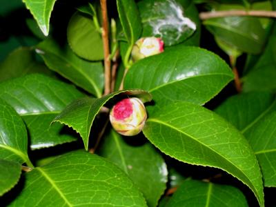 Camellia Buds