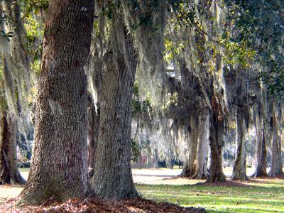 Oak Trees