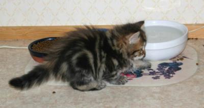 Beautiful classic tabby :-)