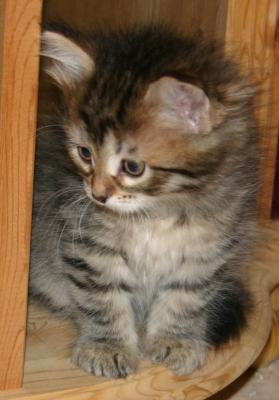 Kitten in Corner