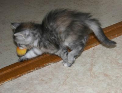 Playful