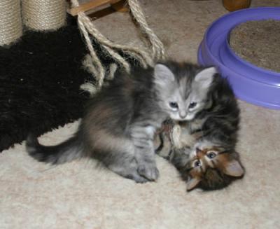 Kittens.jpg