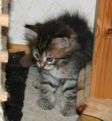 Kitten2.jpg