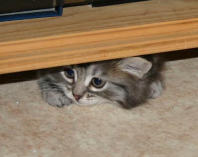 Peek-a-boo!