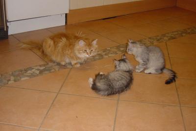 Schizans first litter
