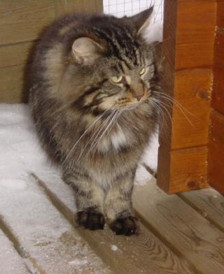 Alvarado Country Cat - the handsome father