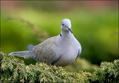 31st March 05 Collared Dove