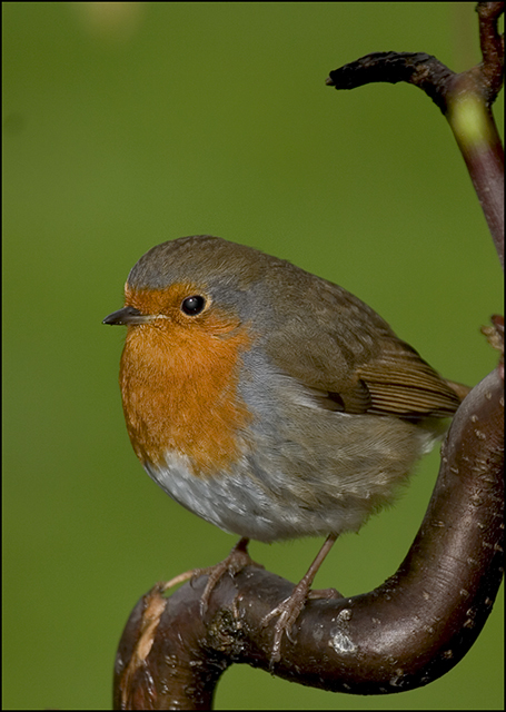 Robin