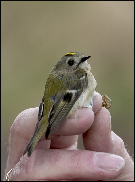 Goldcrest