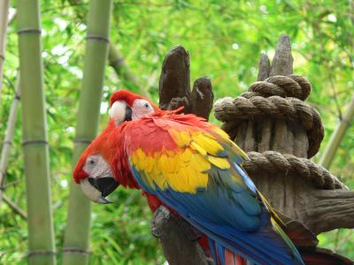 Animal Kingdom Parrots