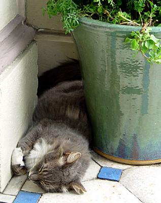 Cat Nap