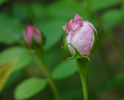 Rosebud