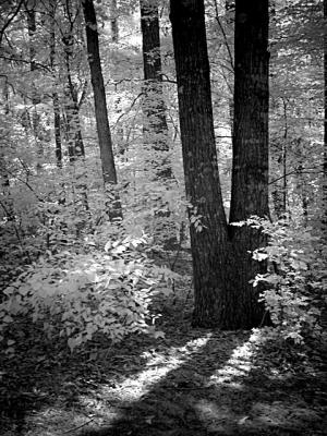 u11/fayewhite/medium/2505829.DSC05037a.jpg