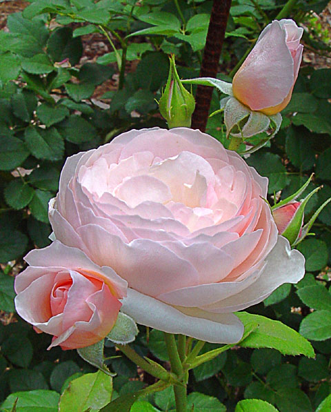 Pink Roses