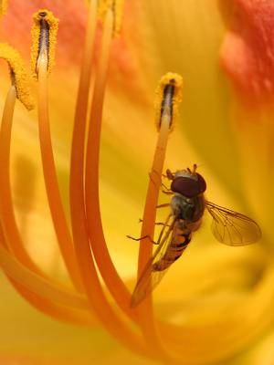 Episyrphus balteatus