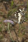 Brintesia circe