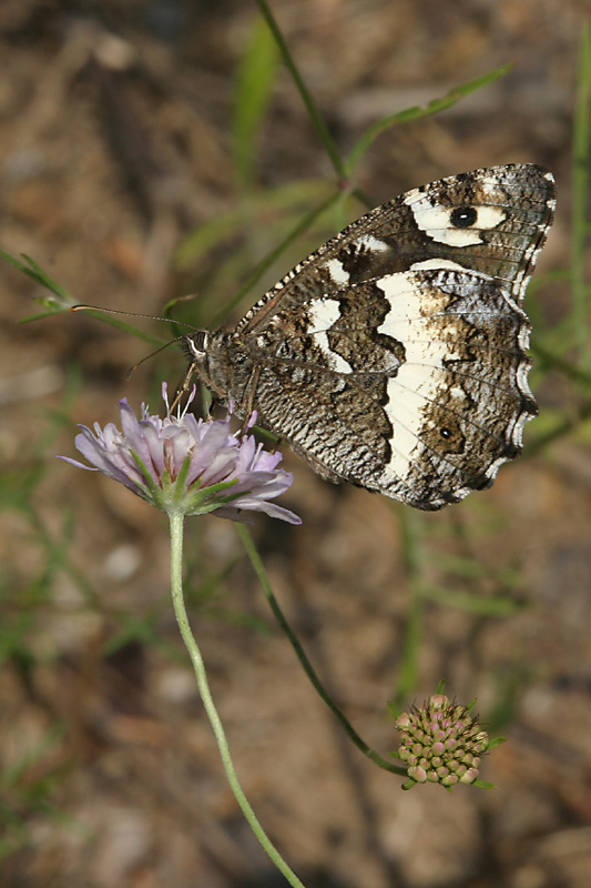 Brintesia circe