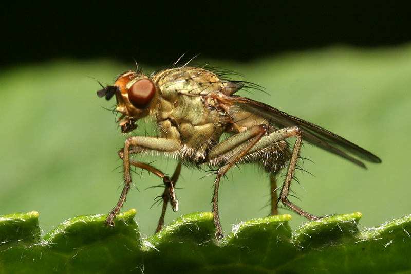 Asilidae sp.