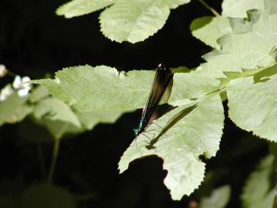 black dragonfly on leaf (1).jpg
