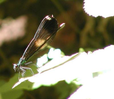 black dragonfly on leaf (2).jpg