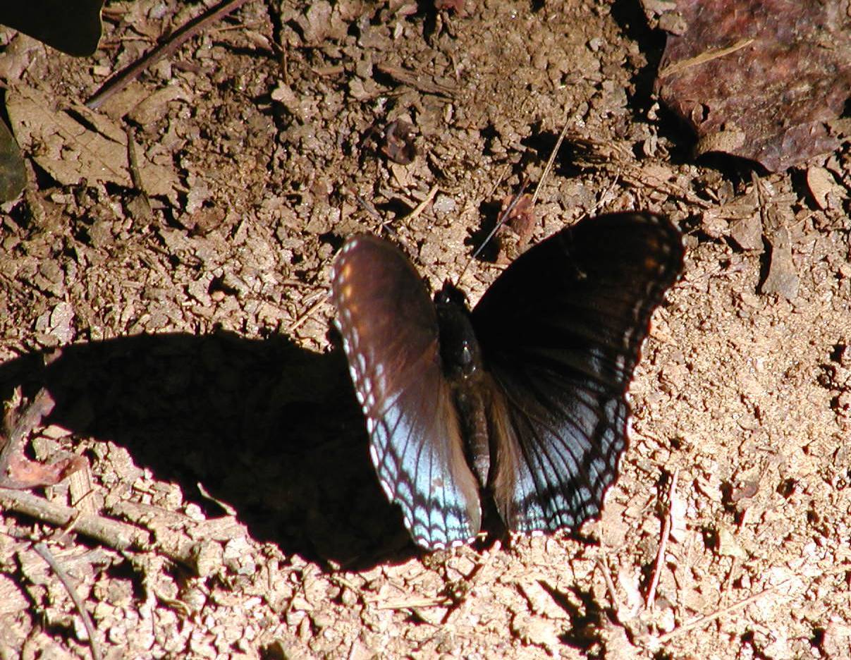 butterfly on trail (3)