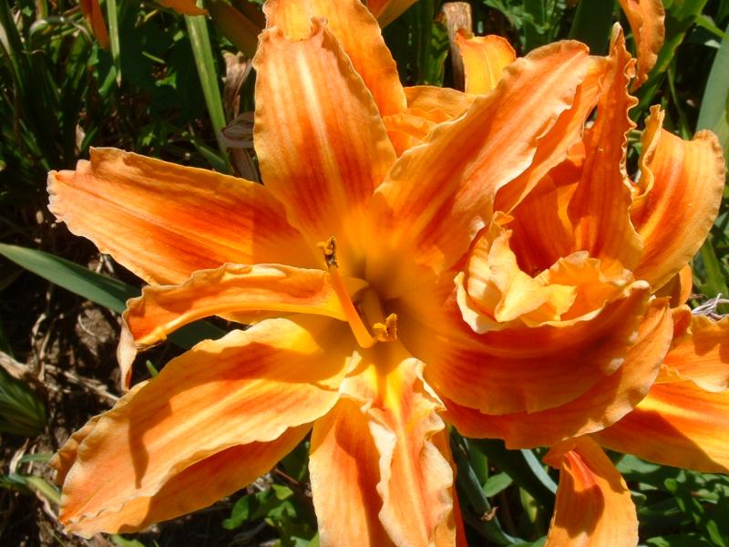 Yard Flower 2