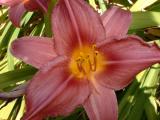 Yard Flower 1