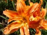 Yard Flower 2