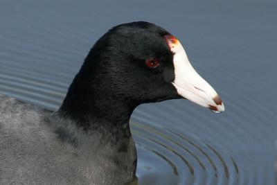u11/fmc408/medium/42878703.coot01.jpg