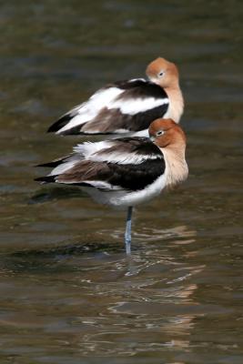 u11/fmc408/medium/42879564.avocet00.jpg