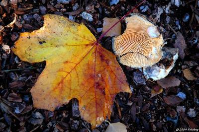 Leaf and mushroom