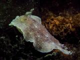 Geitodoris 1.JPG