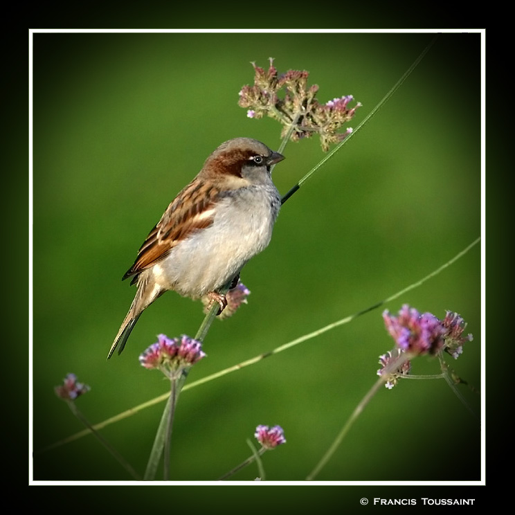 House sparrow