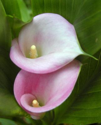  Stacey's Calla Lily.jpg
