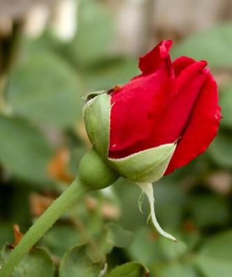 Red Rose2.jpg