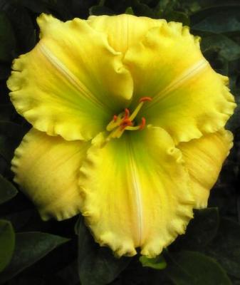 Lemonade Daylily.jpg