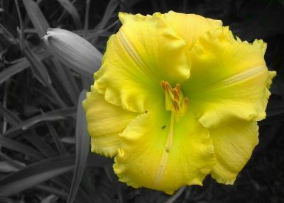 Daylily