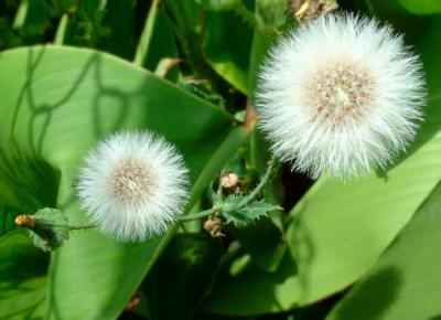 Milkweed