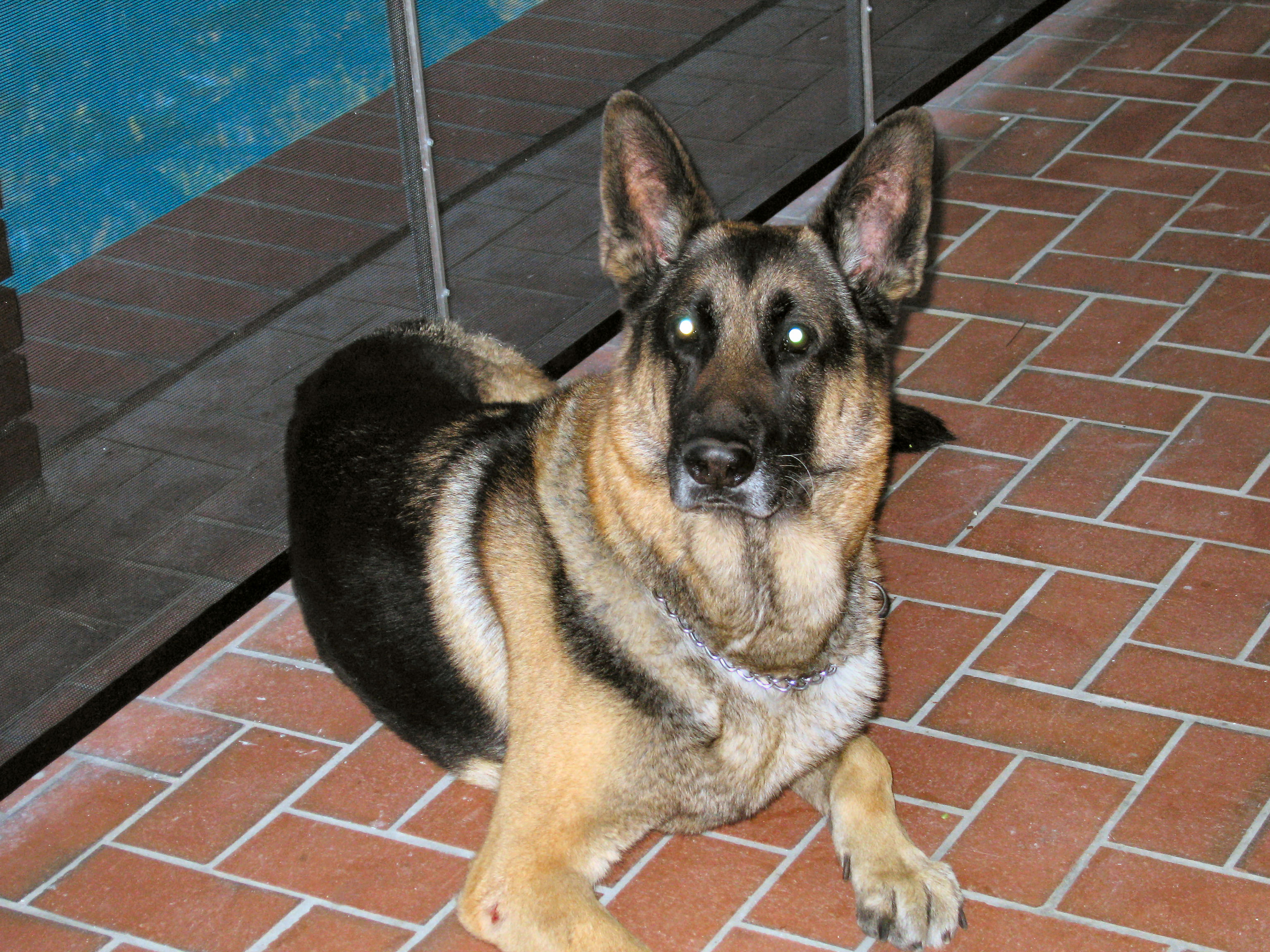 We love Dukey, I am sure he missed us.