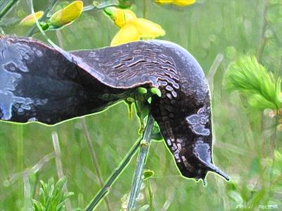 Slug w accented edges filter