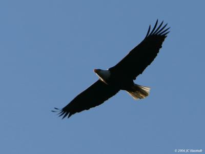 Bald Eagle Soaring