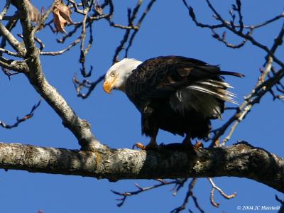 Bald Eagle perched with Fish
