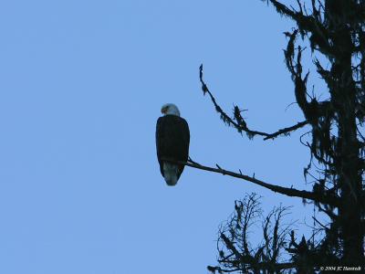 Bald Eagle Solitude